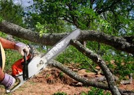 Best Seasonal Cleanup (Spring/Fall)  in Rendon, TX