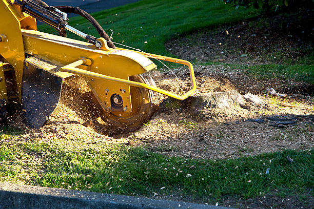 Best Organic Lawn Care Solutions  in Rendon, TX